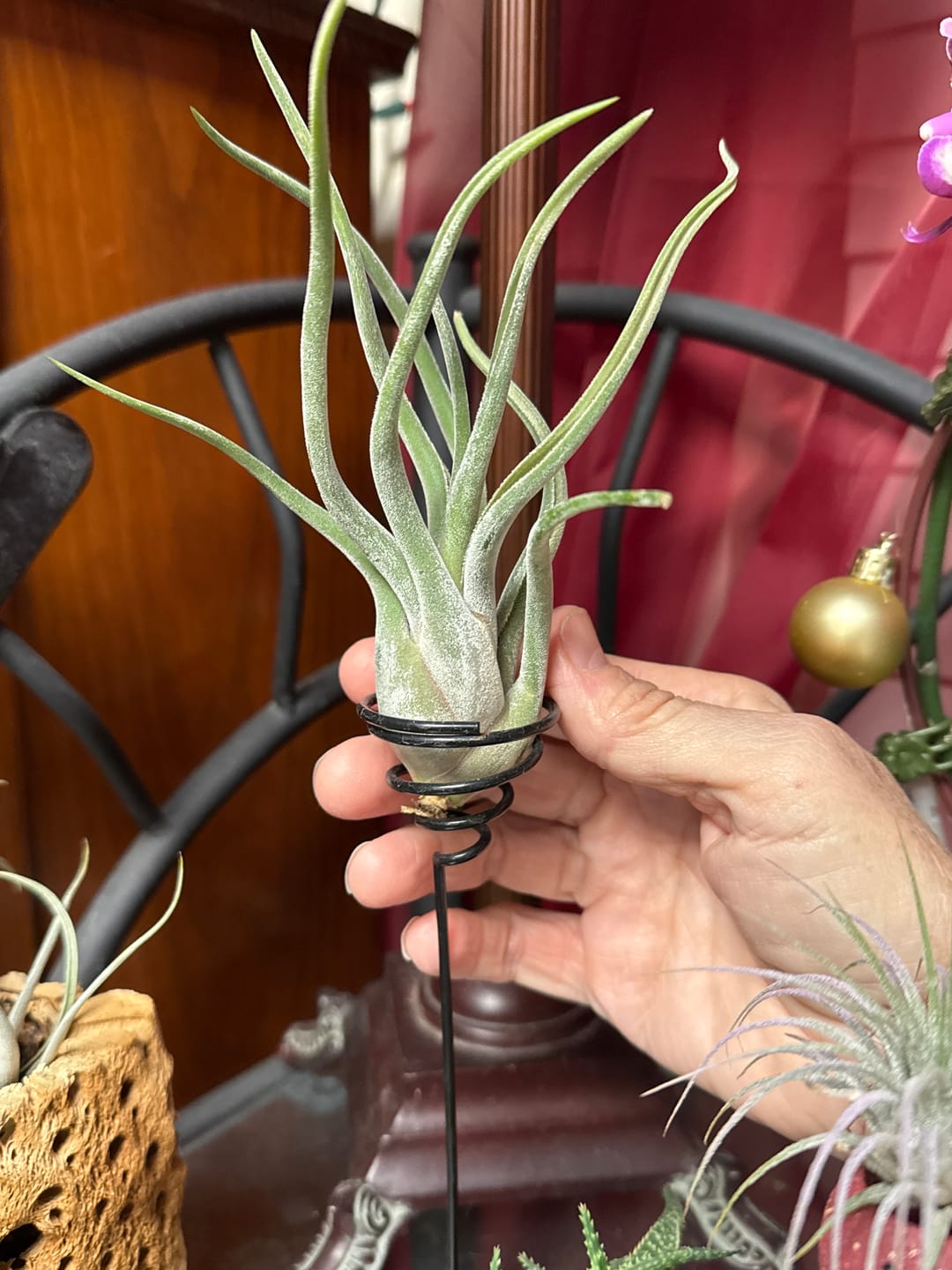 Customer photo review of Caput Medusae  (Beginner Friendly!)