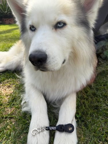 Customer's black 10mm Wrench Keychain with an AirTag attached, resting on the paws of a husky.
