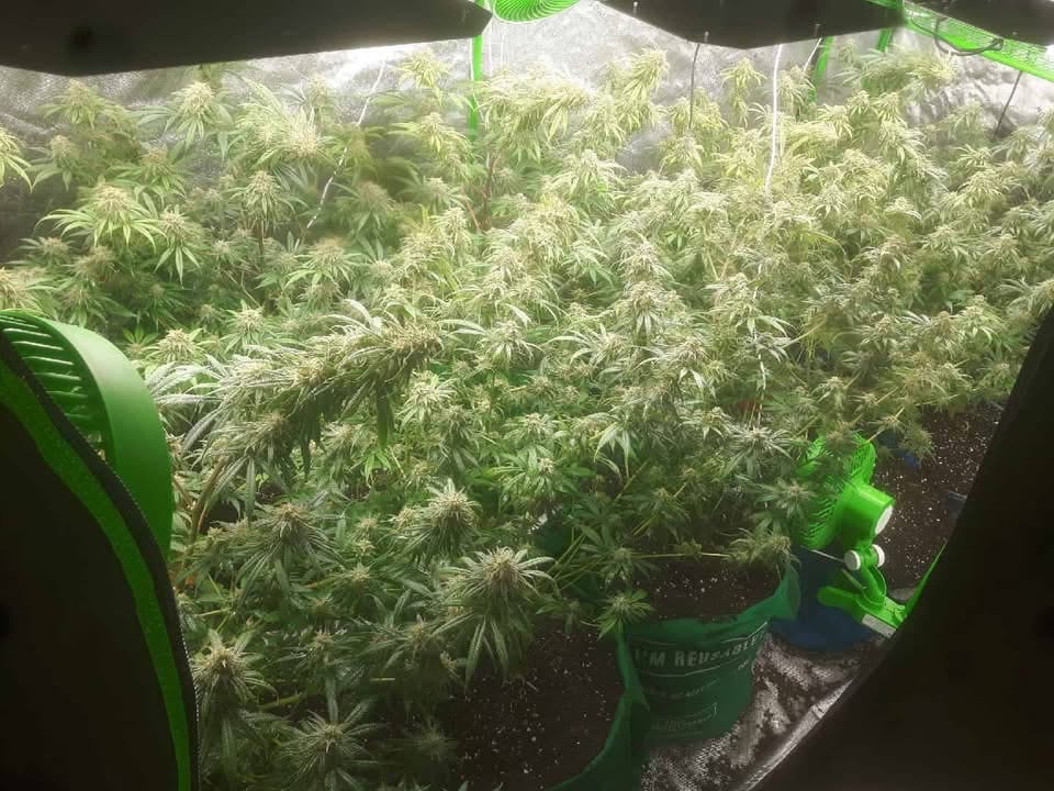 Customer photo review of Xtreme Gardening MYKOS Pure Mycorrhizal Inoculum