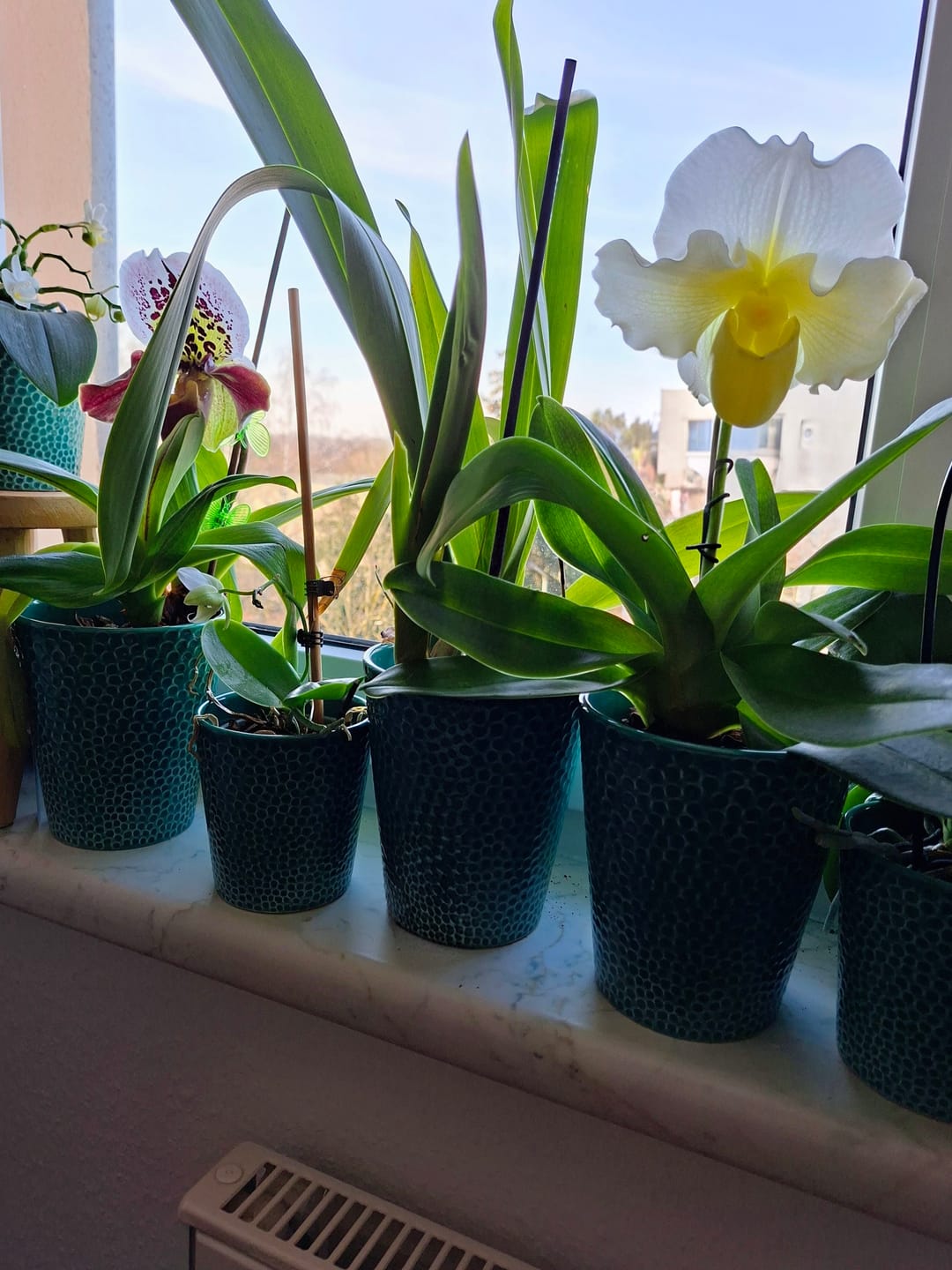 Customer photo review of Frauenschuh Paphiopedilum White Lady mit weißen Blüten und 1 Rispe