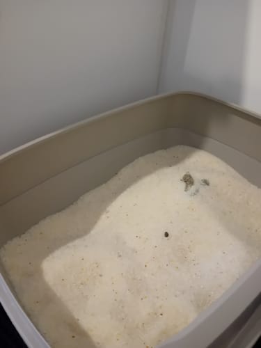 Customer photo review of 1 Month Supply – 2 Cat