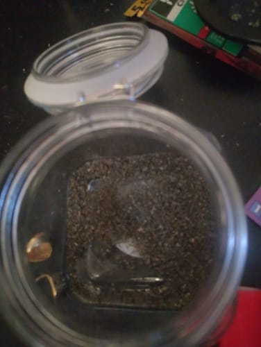 Customer photo review of Sugar Shake - 1oz