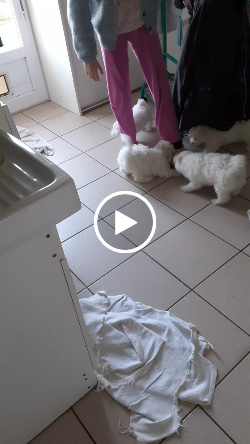 Customer video review of Croquettes Poulet & Petit Pois - Chiot