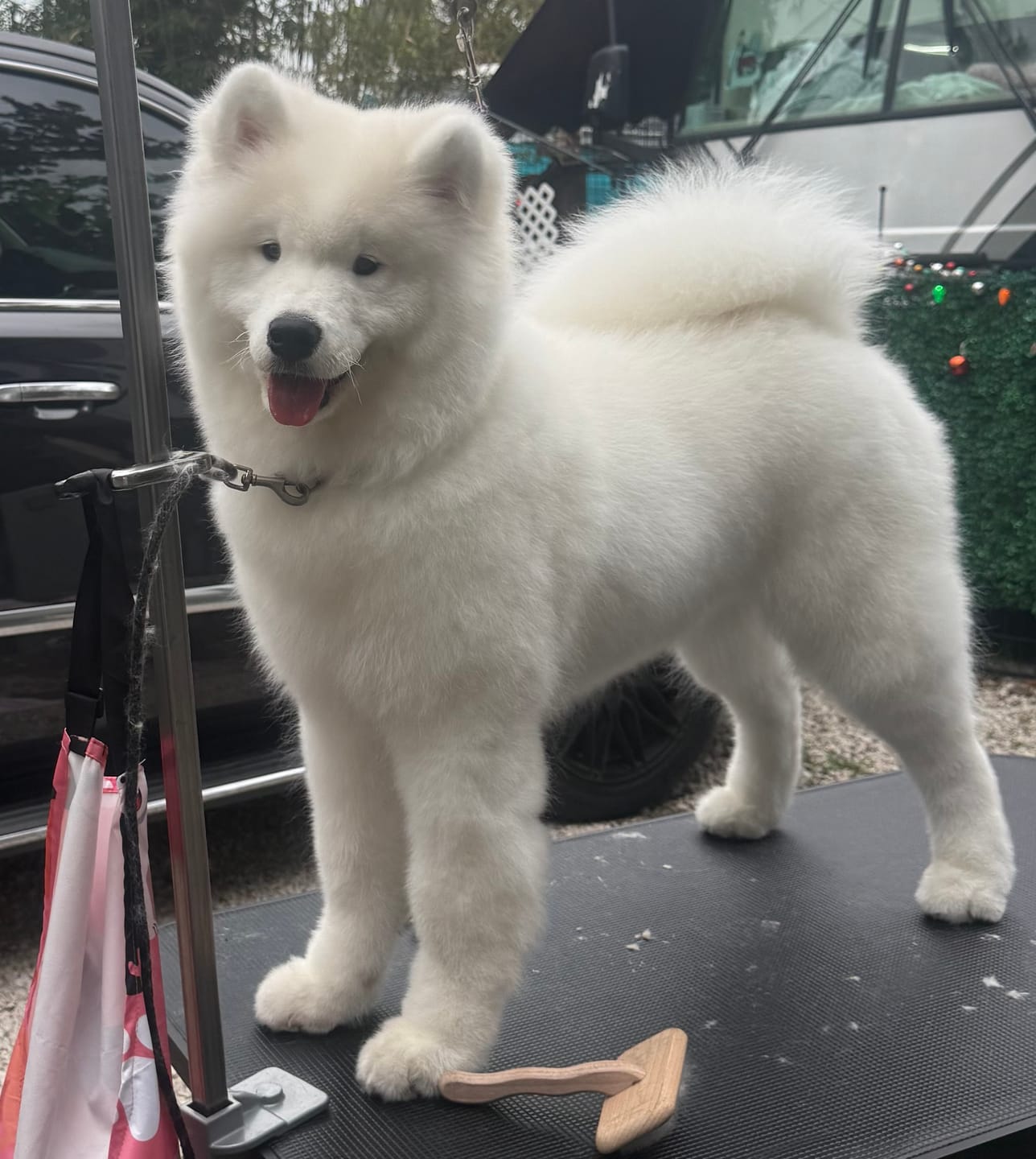 Customer photo review of Fetch Dog Food Supplement