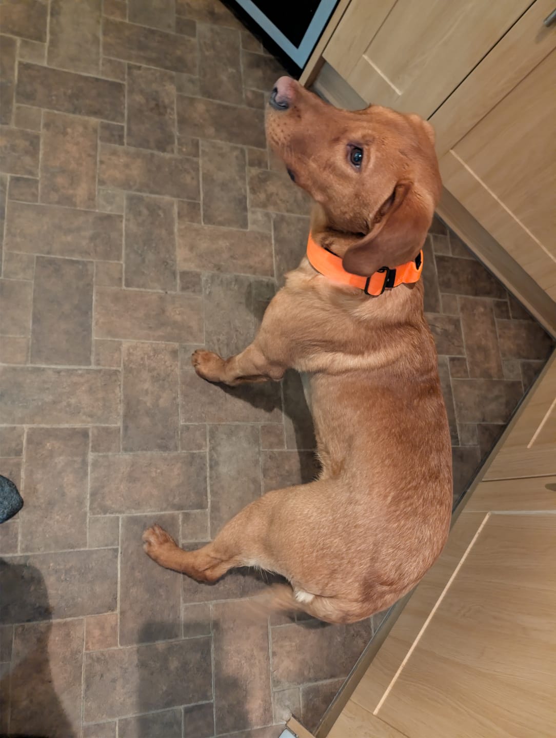 Customer photo review of Performance collar with handle 4CM - Orange