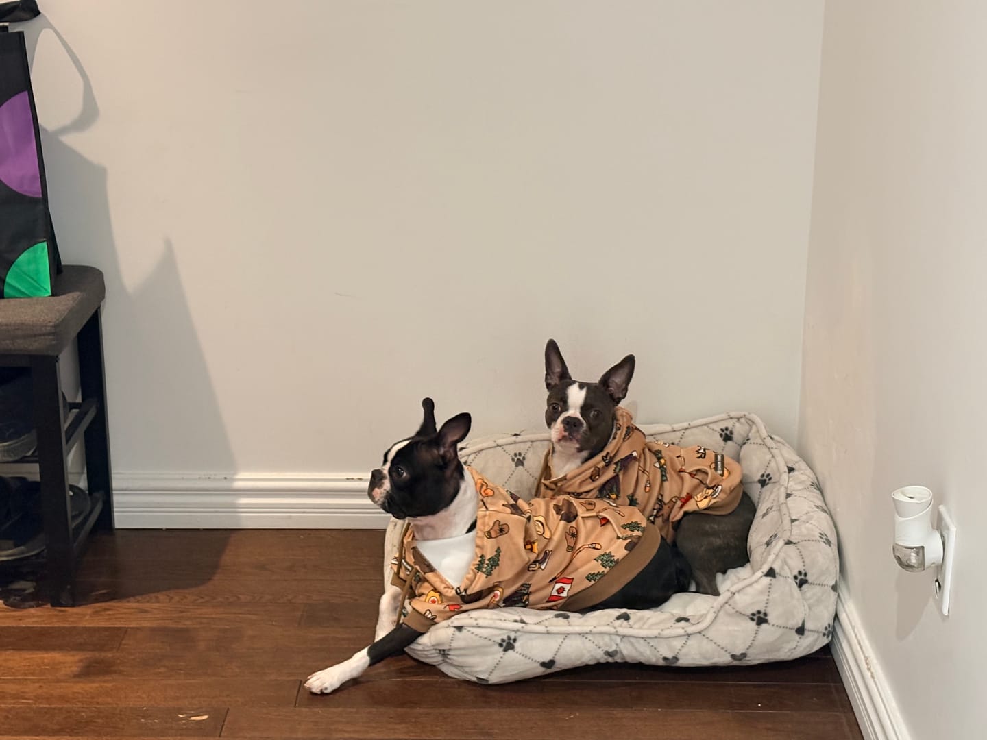 Customer photo review of Canada Dog Hoodie