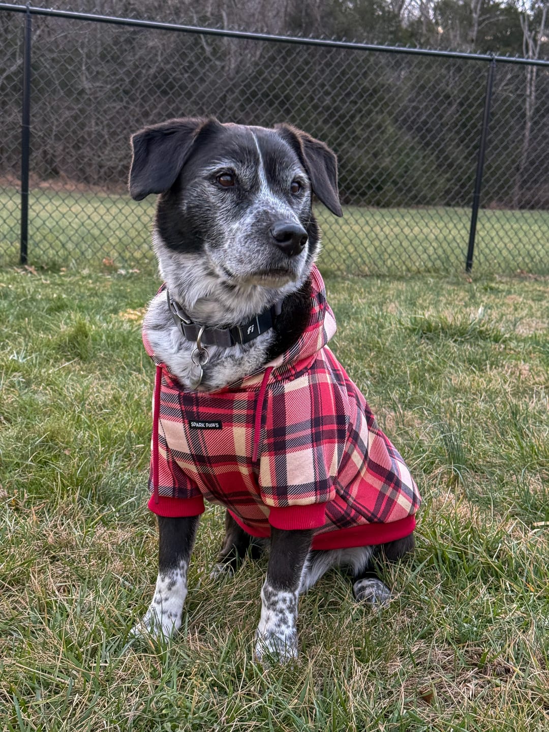 Customer photo review of Red Plaid Dog Hoodie
