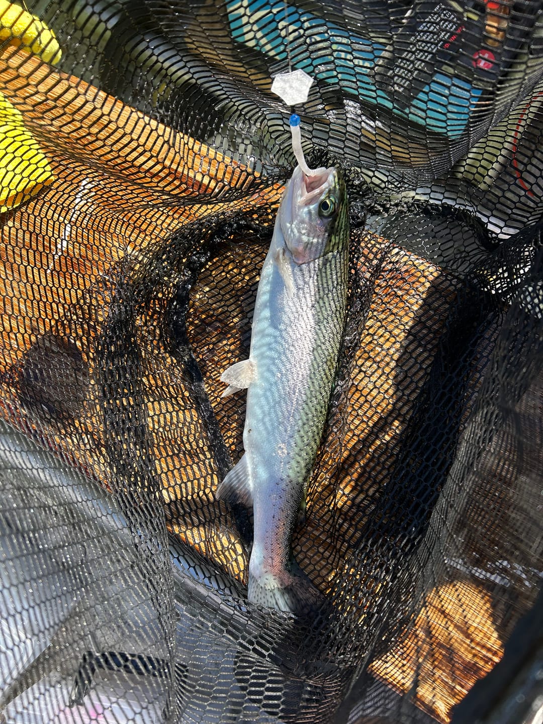 Customer photo review of Trix Rigging Kit