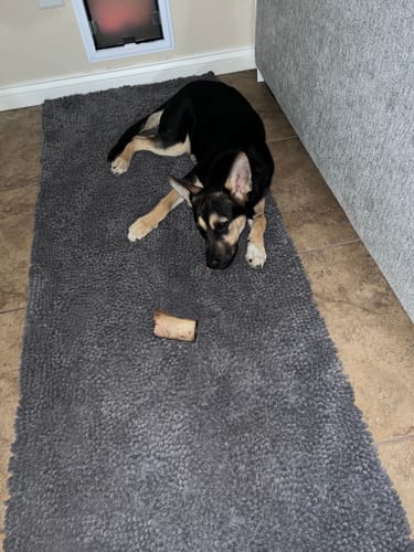 A customer's puppy lies on a grey rug with a Smoked Beef Marrow Bone in front of her.
