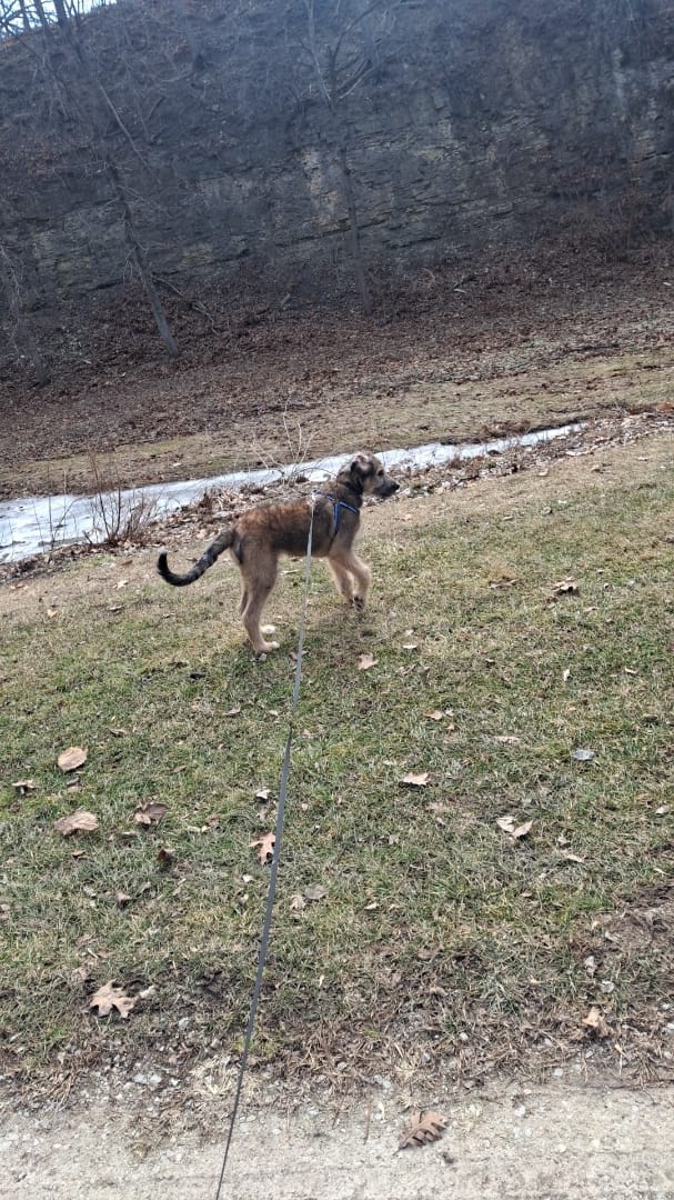 Customer photo review of Quick-Control Dog Leash