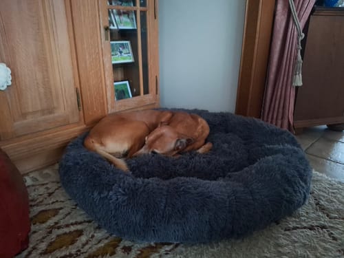 Customer photo review of Puppery Hundebett Wolke 7 - Das Original