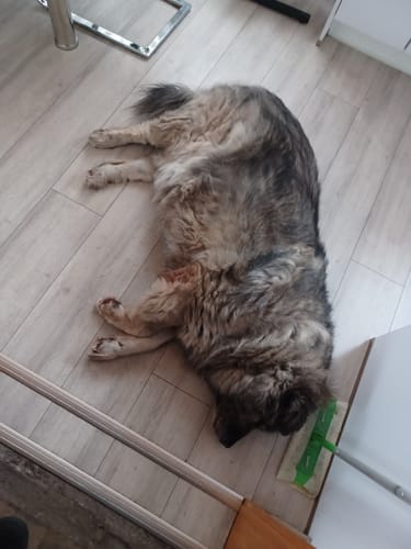 Der Hund eines Kunden liegt nach der Einnahme von Relax Time entspannt auf dem Fußboden.