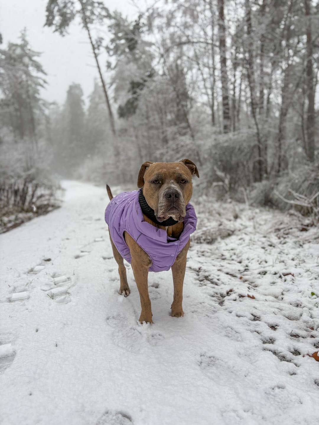 Customer photo review of WarmShield Water-Resistant Jacket - Lilac