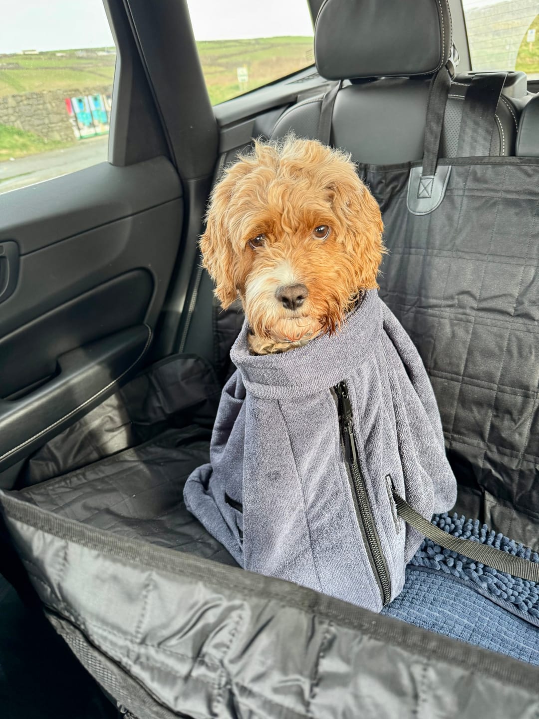 Customer photo review of Luxury Dog Drying Bag