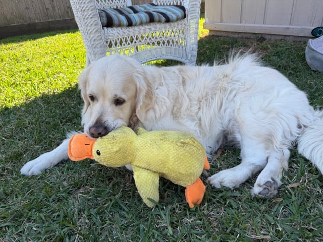 Customer photo review of Calming Duck