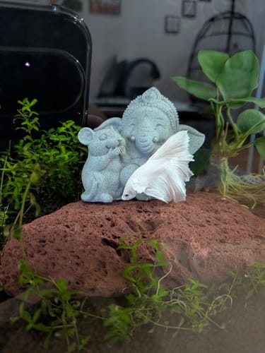 Customer photo review of Super White Dumbo Ear Halfmoon Male Betta Fish