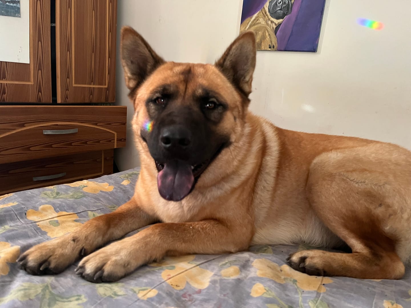Customer photo review of Doggo Orejas de Cerdo Snack para Perros
