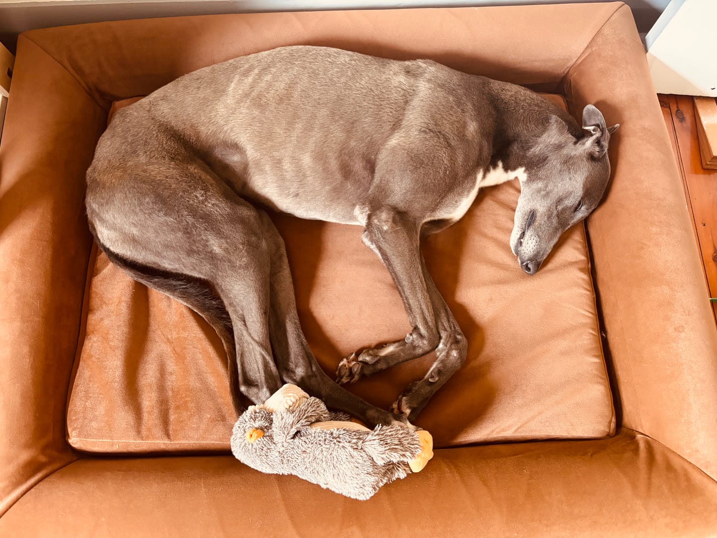 Customer photo review of Orthopaedic Memory Foam Dog Bed