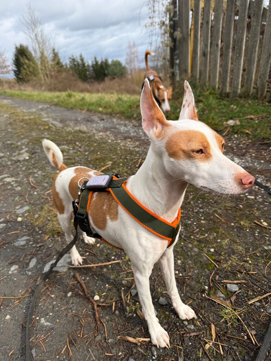 Customer photo review of Windhundgeschirr FUN "Hunter O'Green"