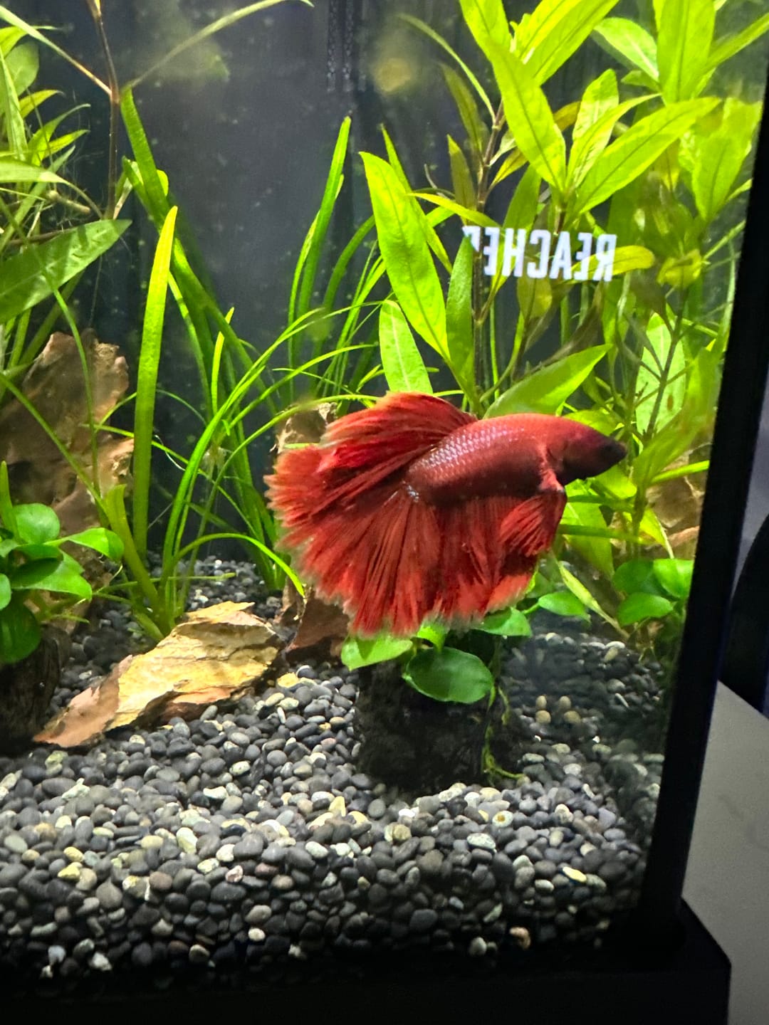 Customer photo review of Super Red Halfmoon Male Betta Fish
