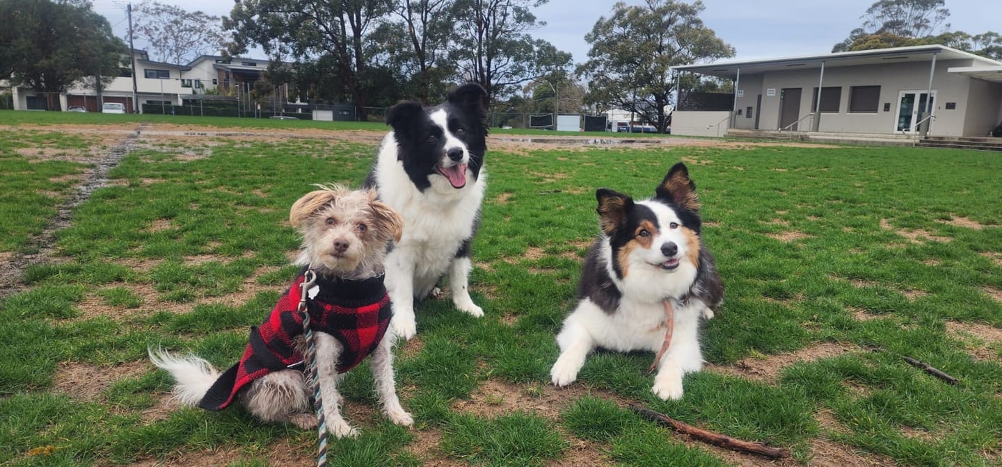 Customer photo review of Canine Joint Plus™️ 500g