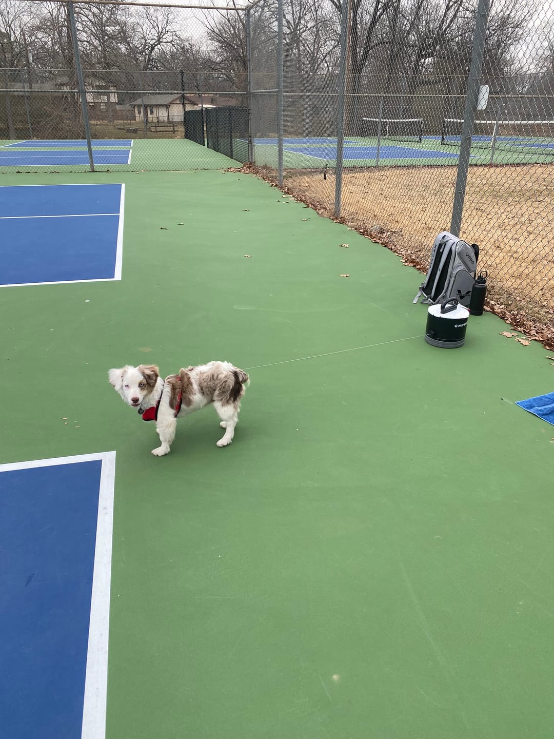 Customer photo review of Pup Stack