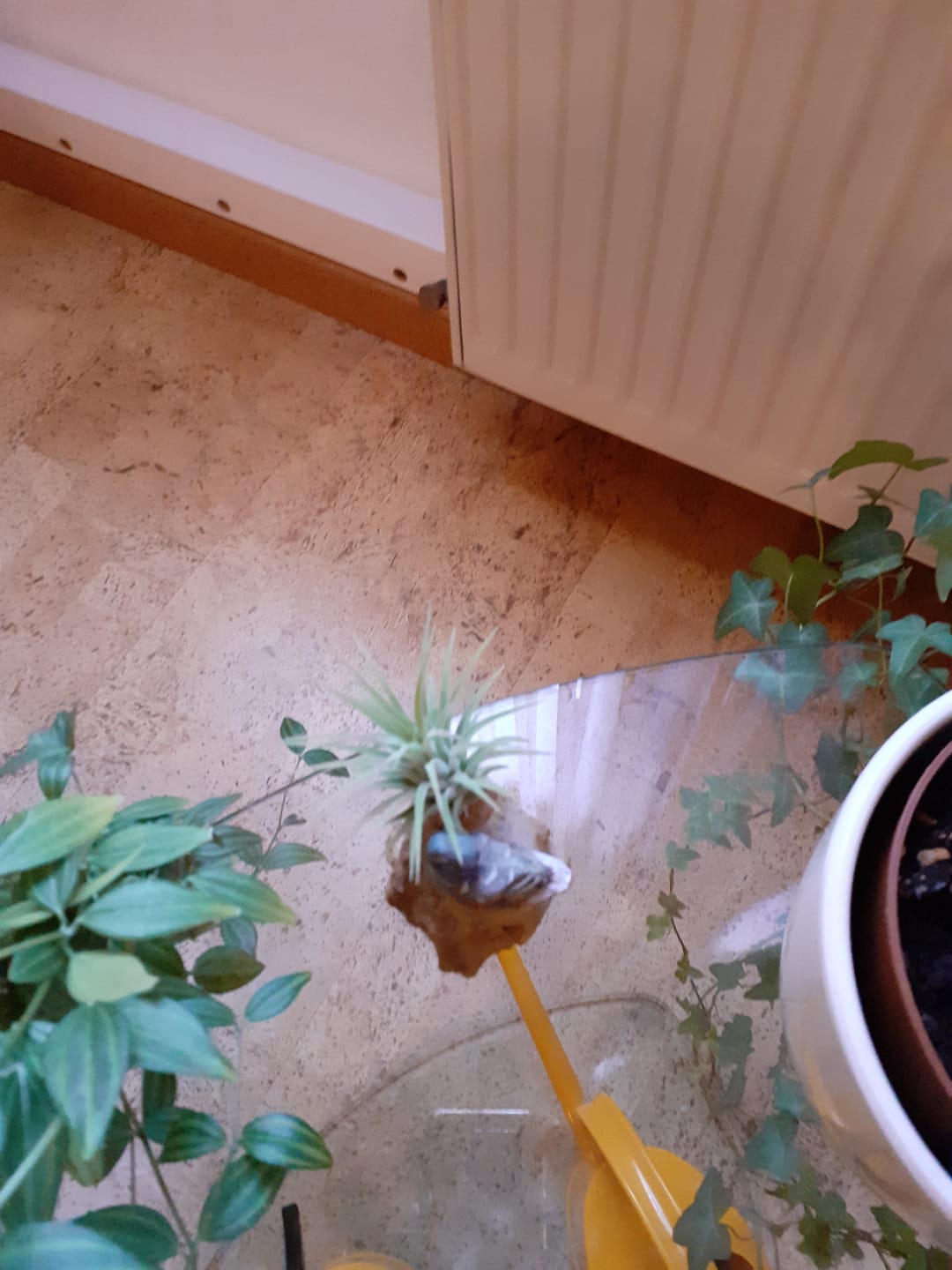 Customer photo review of Tillandsia ionantha