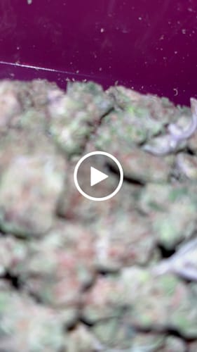 Customer video review of Green Crack - 28 Grams Littles - Sativa