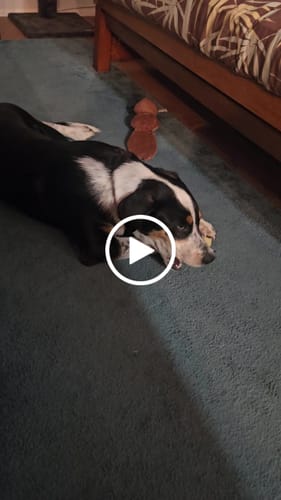 Customer video review of Long-Lasting Yak Chews — 4 Flavor Pack