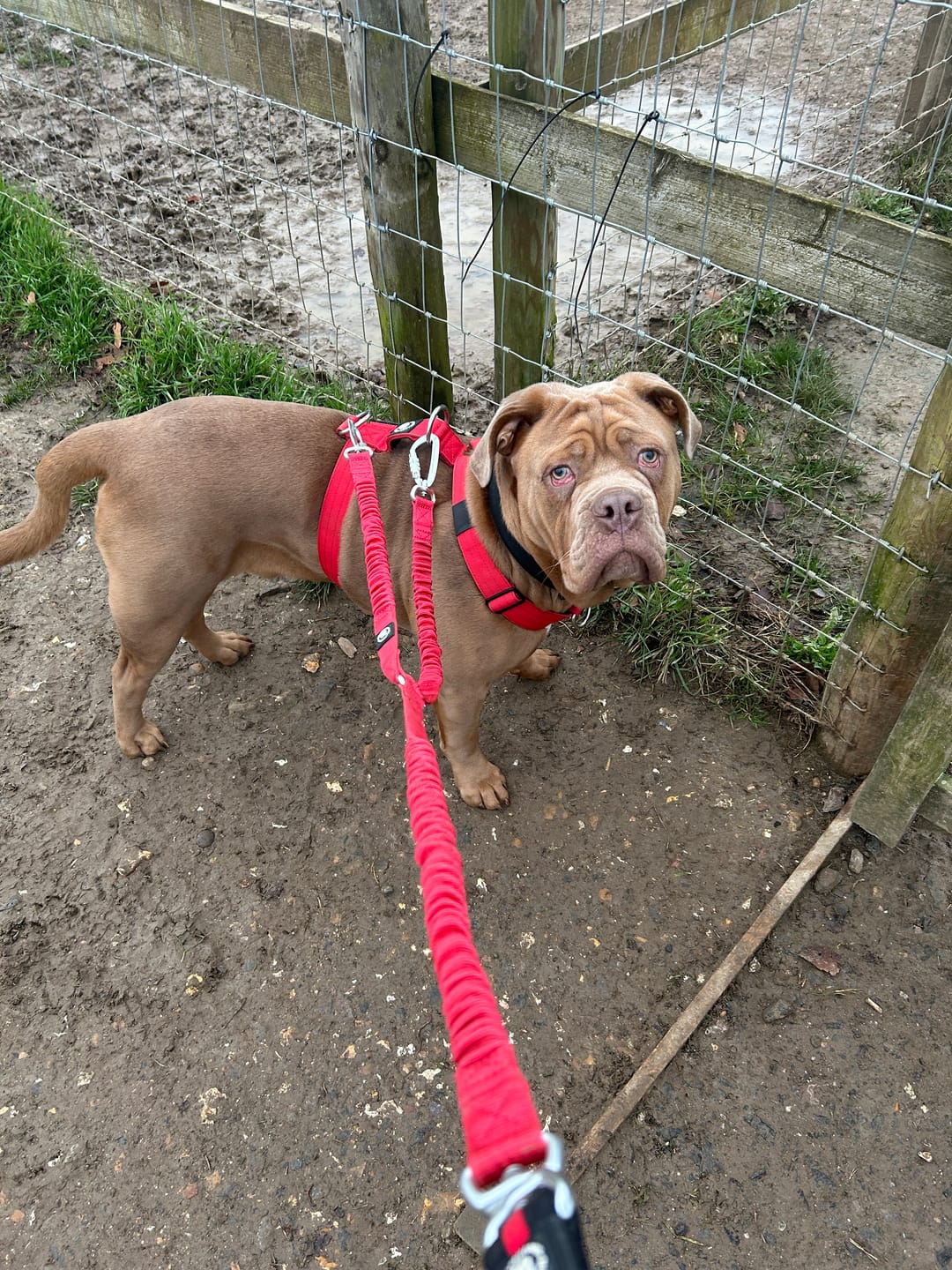 Customer photo review of Training Anti Pull TRI-Harness® | M-XL Breeds - Red