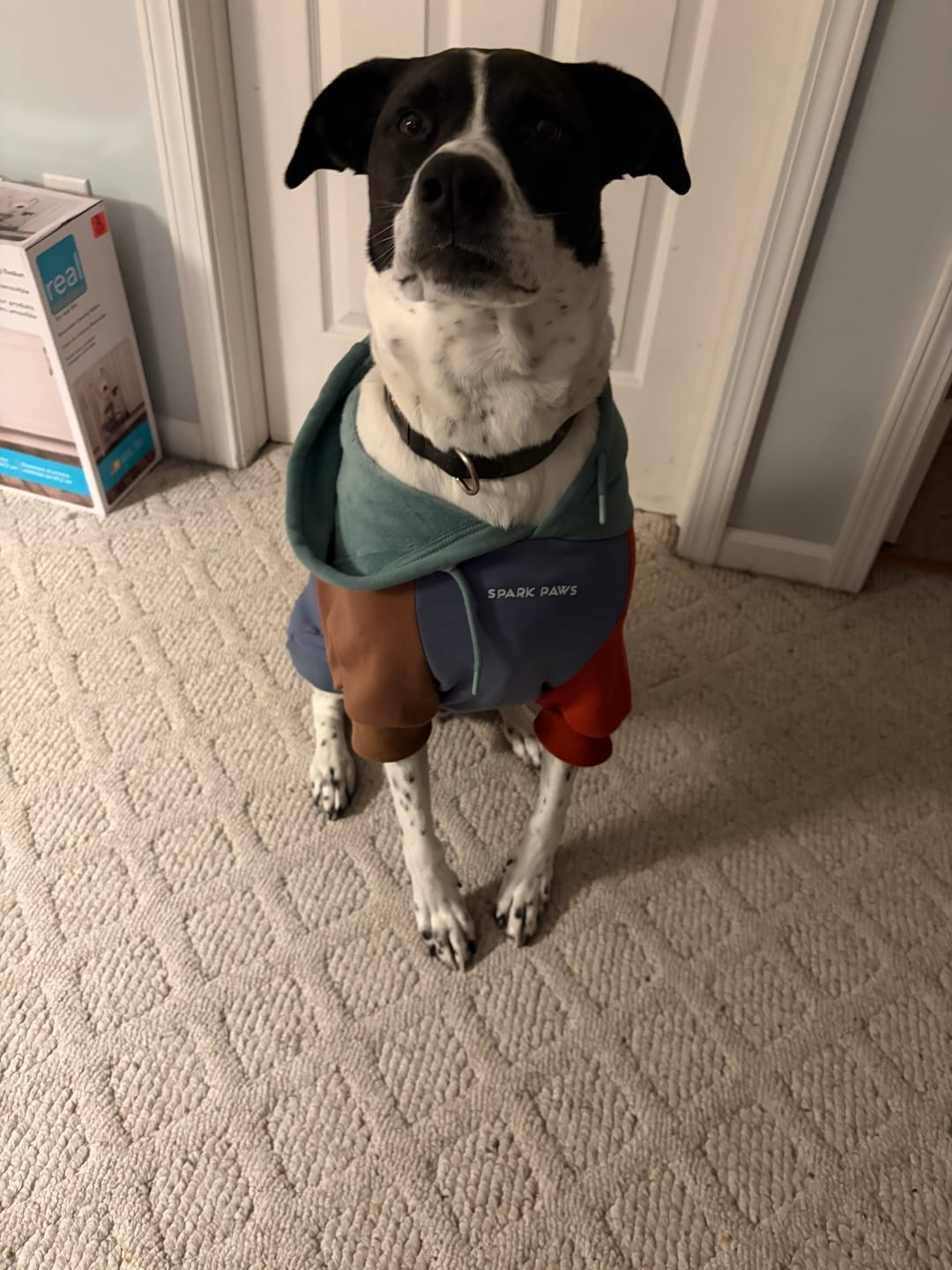 Customer photo review of Alpine Human Hoodie