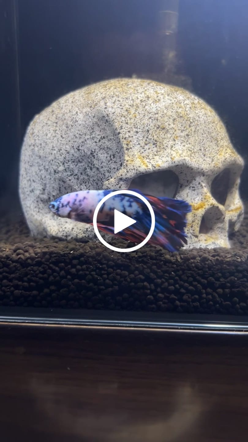 Customer video review of Koi Multicolor Candy Halfmoon Male Betta Fish High Grade | Mystery Betta