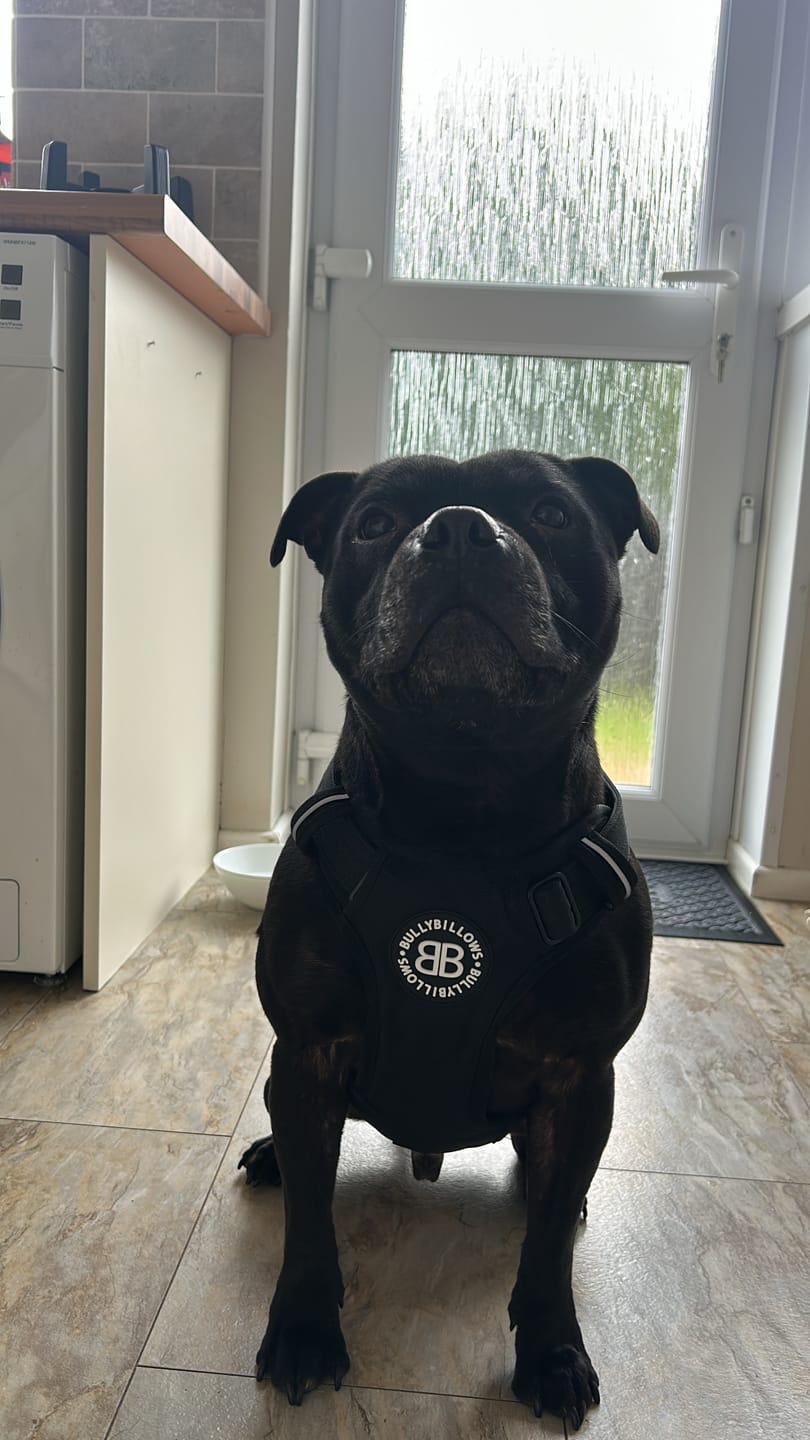 Customer photo review of Comfort Premium Harness | Non Restrictive - Black