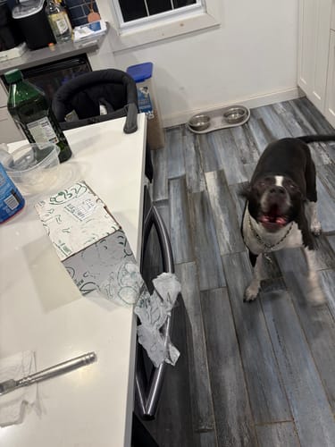 Customer's excited dog in a kitchen, looking at a newly opened box of Philly Beef Cheesesteak treats on the counter.