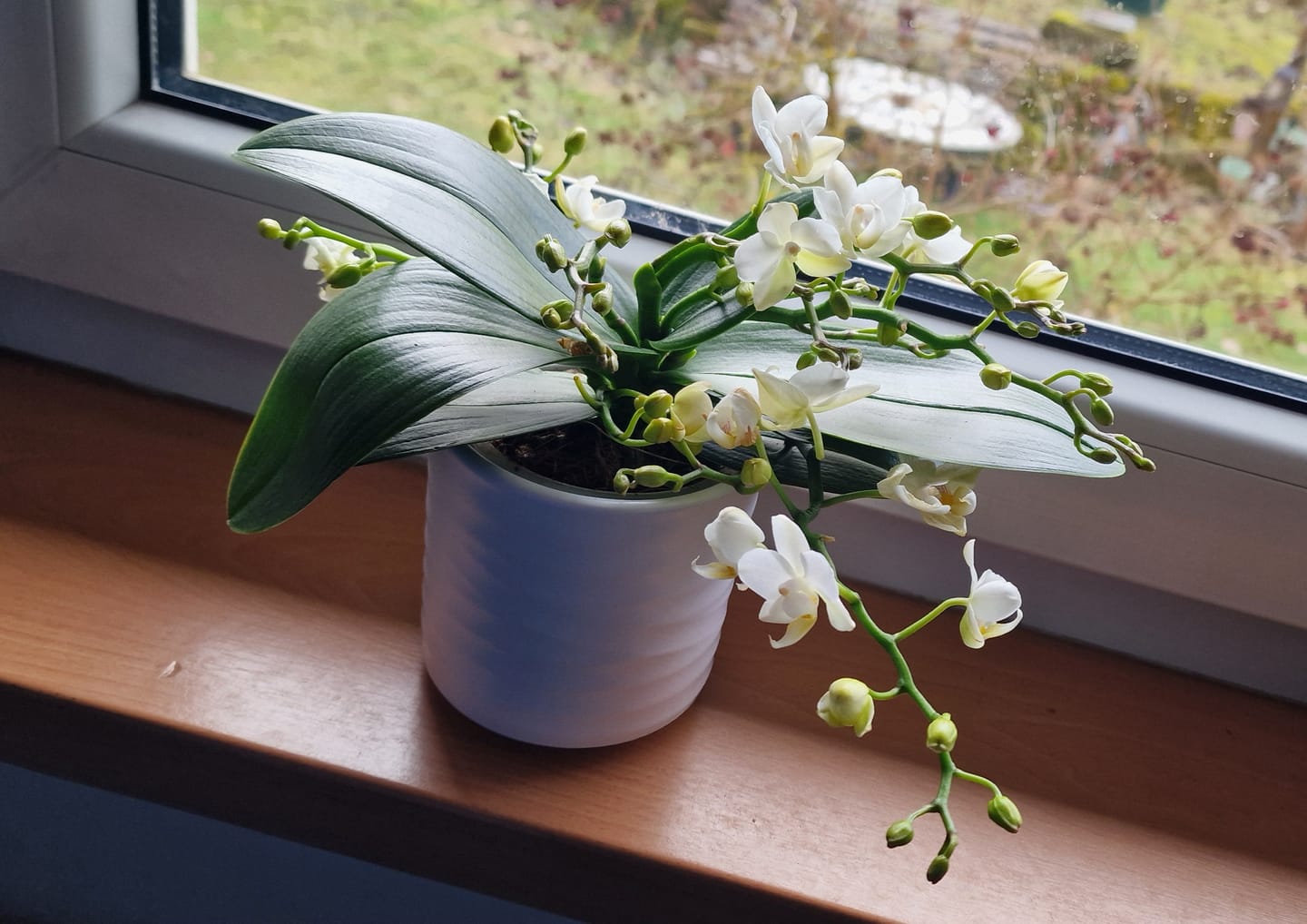 Customer photo review of Bonsaiorchidee Nazare mit weißen Blüten und 4+ Rispen inkl. Keramik