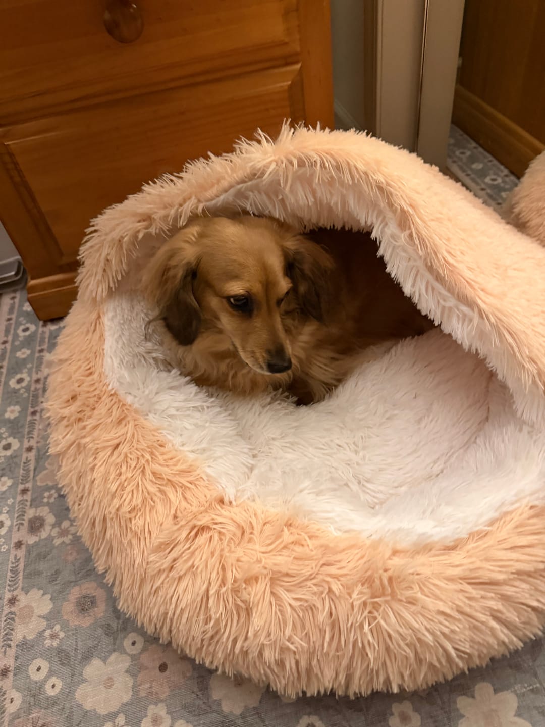 Customer photo review of The Dachshund Den™