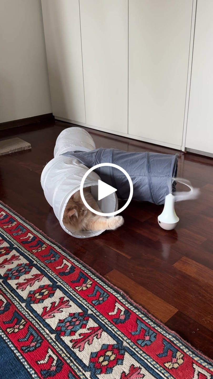 Customer video review of Roly Poly Cat Toy
