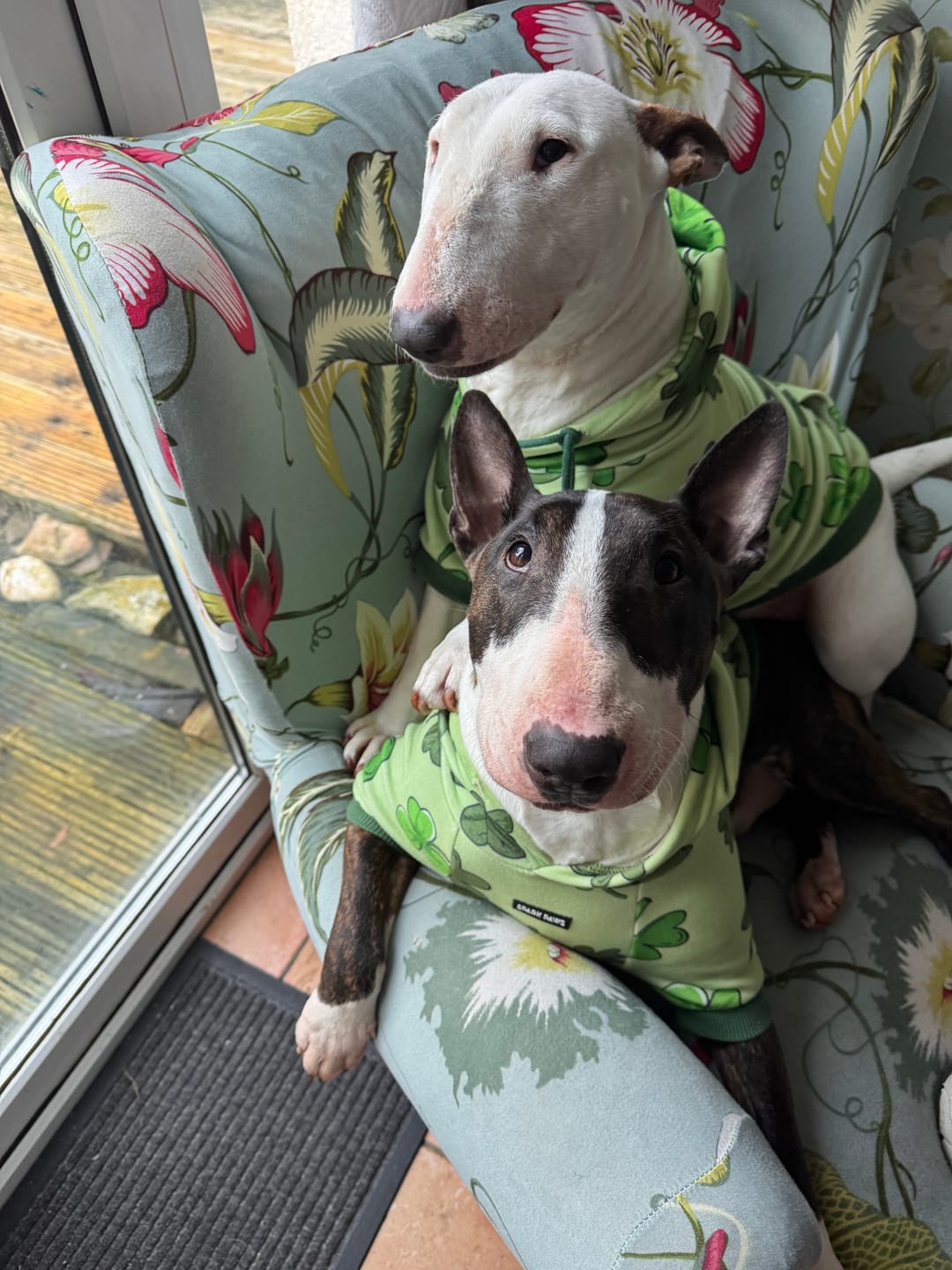 Customer photo review of St. Paddy's Dog Hoodies (Limited Edition)