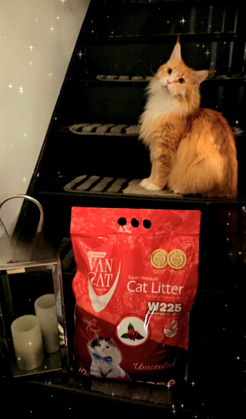 Customer photo review of All-Rounder Scented Cat Litter (W225) 10KG