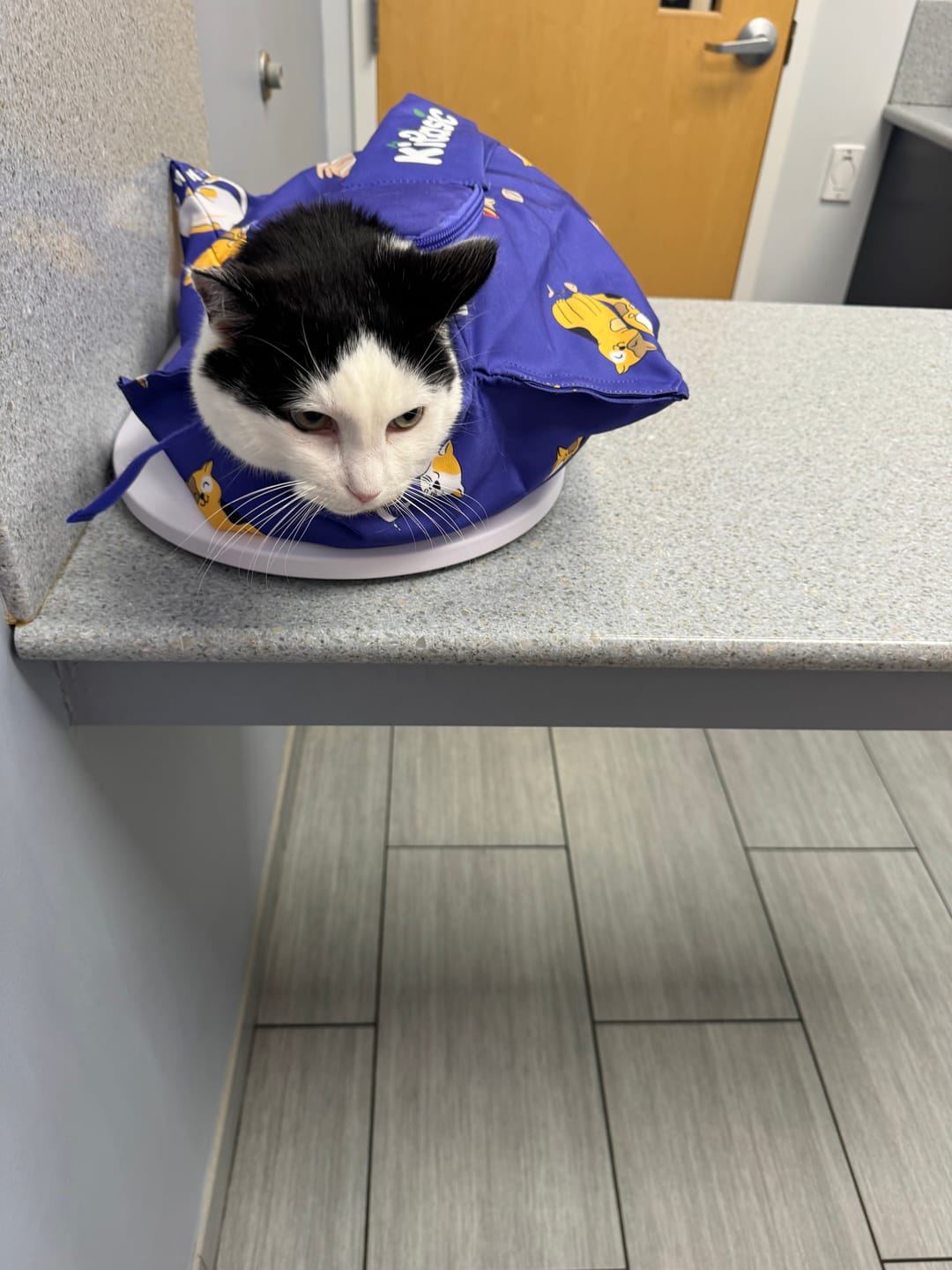 Customer photo review of Kitastic Cat Carrier