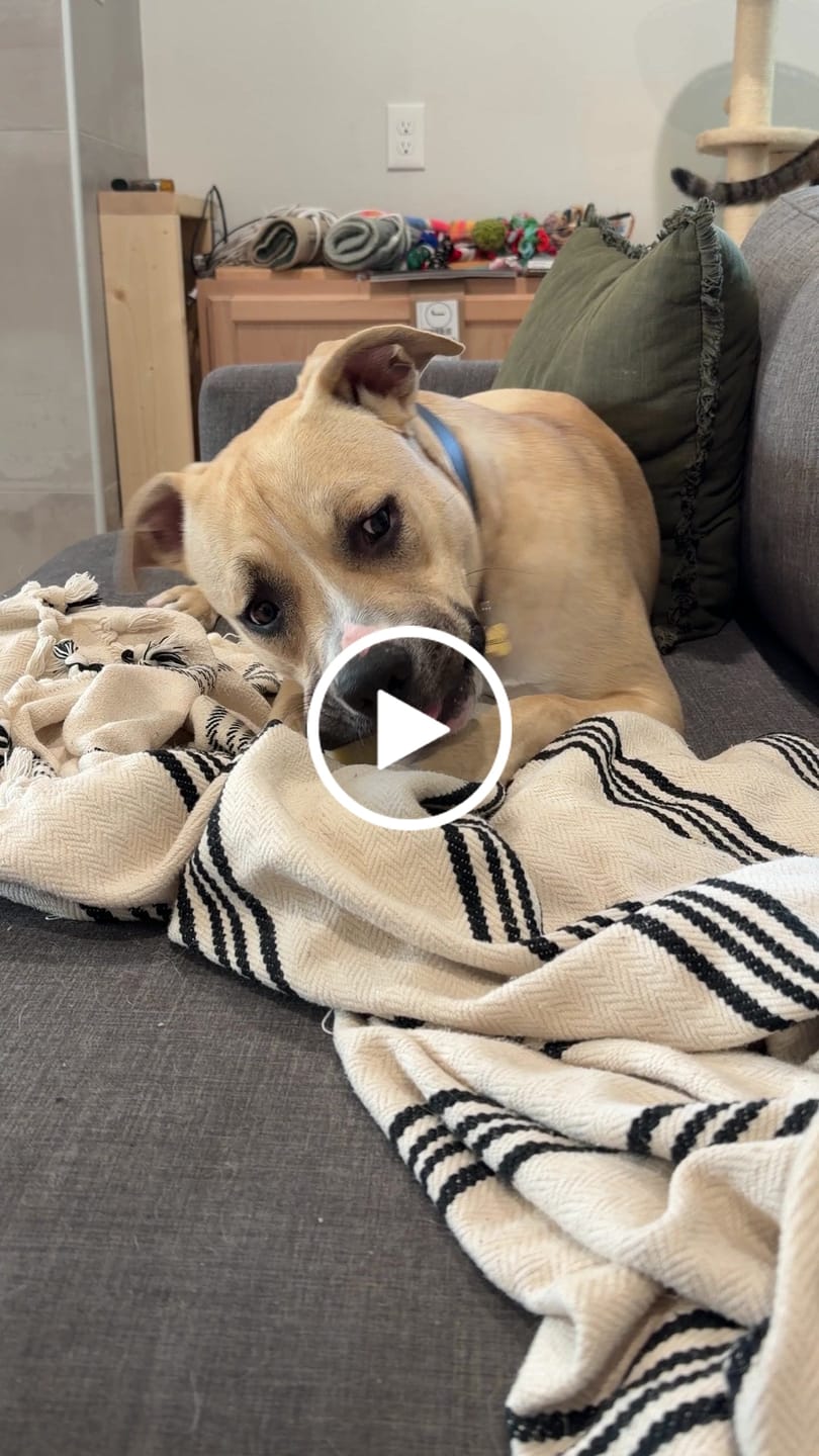 Customer video review of Coconut Yak Chews