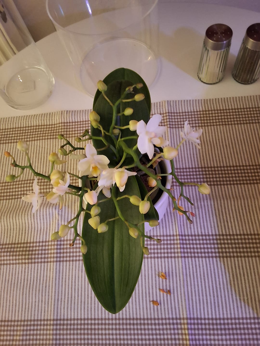 Customer photo review of Bonsaiorchidee Nazare mit weißen Blüten und 4+ Rispen inkl. Keramik