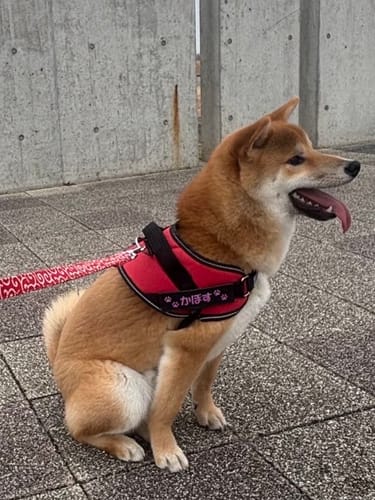 Customer photo review of FunFunPet 高機能ハーネス（お名前タグ作成サービス付き）