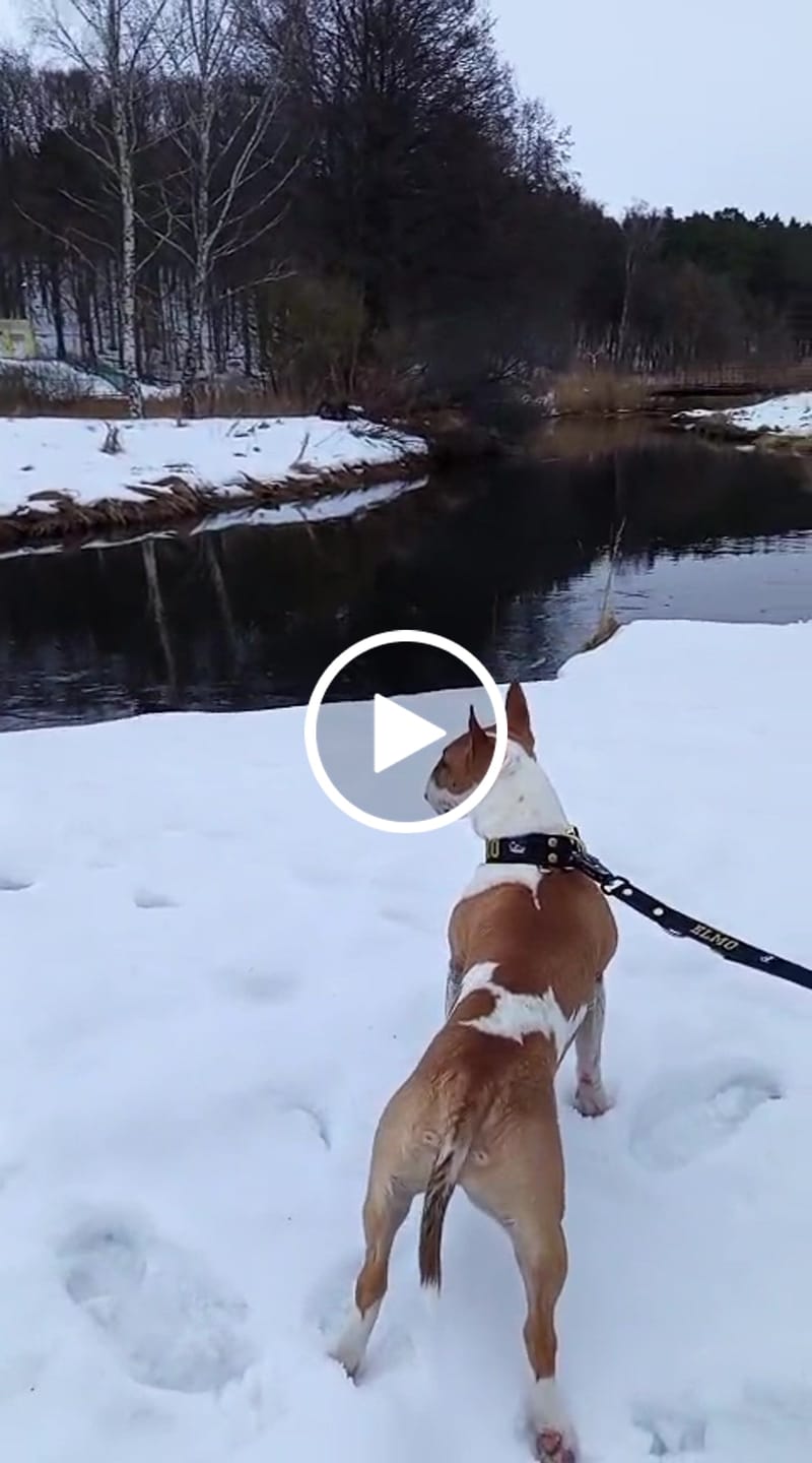 Customer video review of Smycz przepinana dla psa z imieniem - Personal Multi Leash