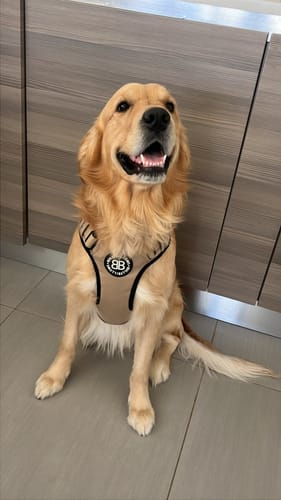 Customer photo review of Comfort Premium Harness | Non Restrictive - Tan