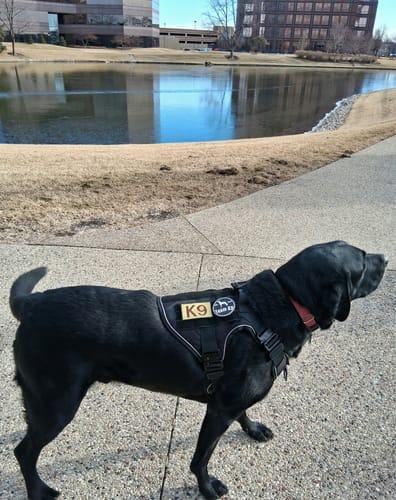 Customer's black dog walking outdoors in a black Team K9 tactical harness with a visible K9 patch.