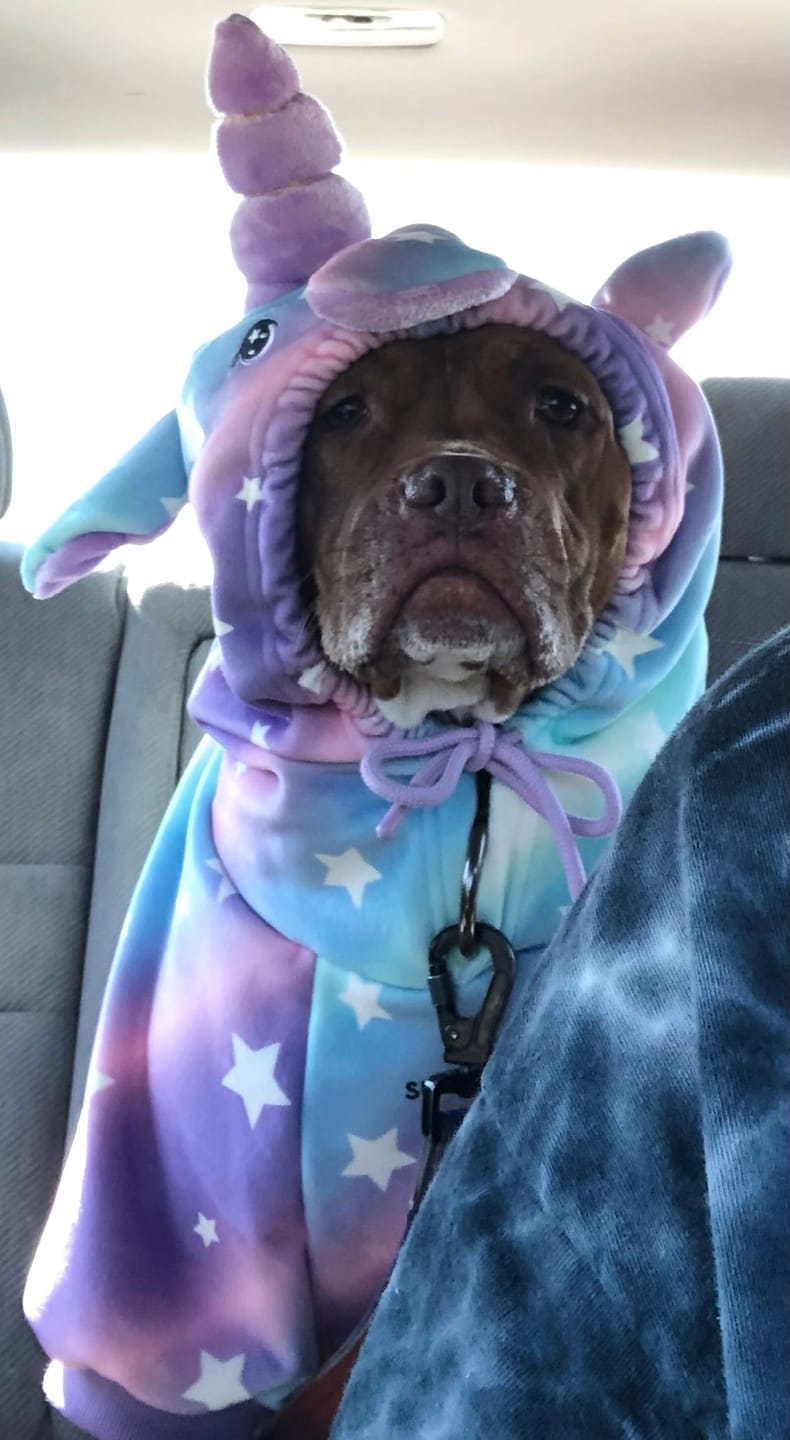 Customer photo review of Halloween Dog Hoodie - Unicorn