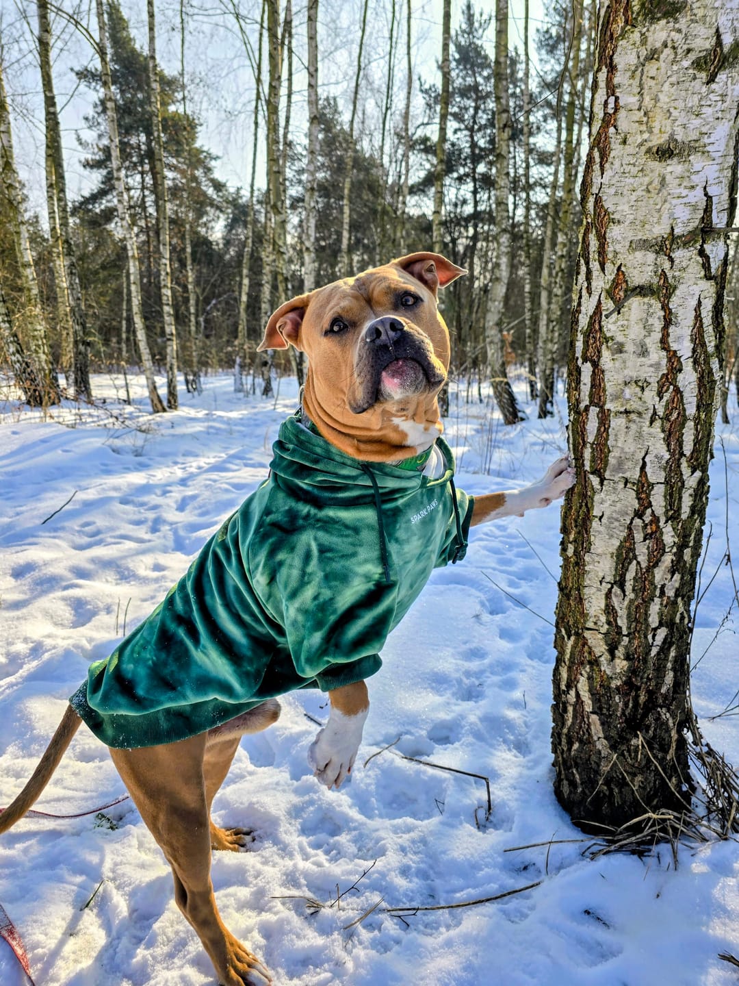 Customer photo review of Velvet Dog Hoodie - Emerald Green