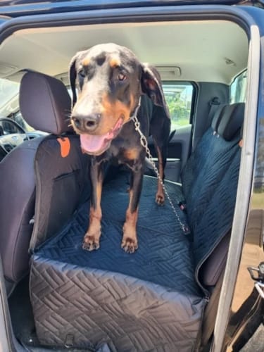 Customer photo review of Housse de Protection Voiture pour Chien - Avenia™