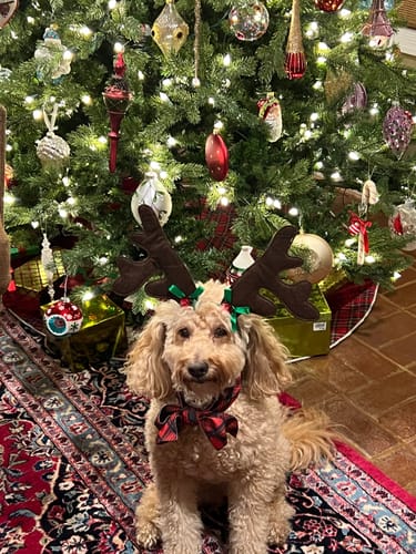 Customer photo review of Iron Paws Premium Dog Supplement